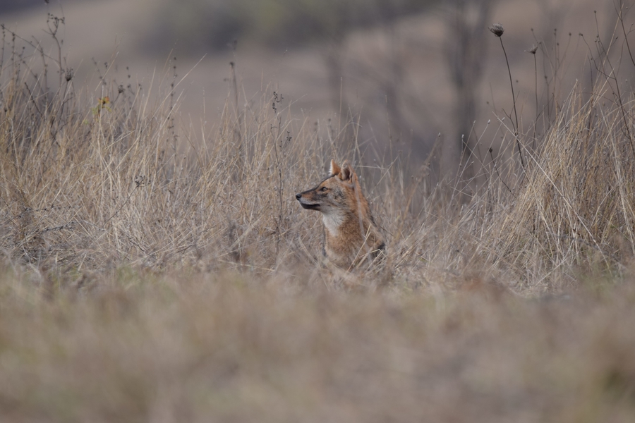 Golden Jackal & European ground squirrel photography -NEW-